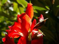 Mečík (Gladiolus)