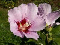 Ibišek syrský (Hibiscus syriacus)