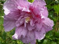 Ibišek syrský, plnokvětý (Hibiscus syriacus)