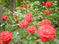 Růže 'Santana' (Rosa)