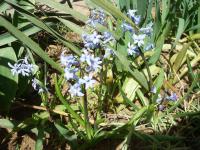 Hyacint východní (Hyacinthus orientalis)