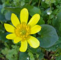 Orsej jarní (Ficaria verna)