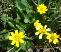 Orsej jarní (Ficaria verna)