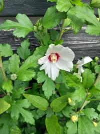Ibišek syrský (Hibiscus syriacus)