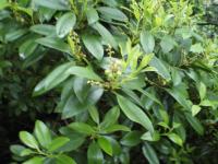Pisris mnohokvětý, detail větévky (Pieris floribunda)