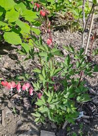 Srdcovka nádherná 'Valentine' (Lamprocapnos spectabilis)