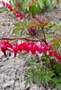 Srdcovka nádherná 'Valentine' (Lamprocapnos spectabilis)