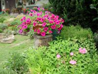 Petúnie (Petunia Surfinia)