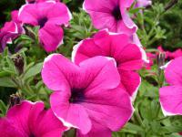 Surfinie (Petunia Surfinia)