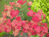 Řebříček obecný Paprika (Achillea millefolium)
