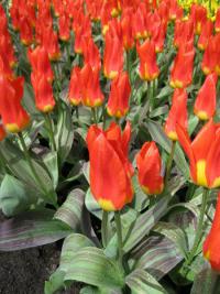 Tulipán Fosterův 'Juan' (Tulipa fosteriana)