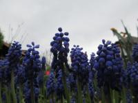 Modřenec arménský (Muscari armeniacum)