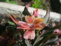 Levisie květnatá (Lewisia cotyledon)