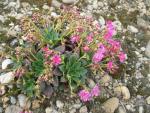 Levisie květnatá (Lewisia cotyledon)