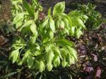 Čemeřice černá (Helleborus niger)