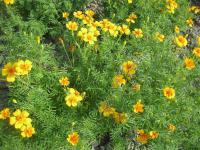 Aksamitník jemnolistý (Tagetes tenuifolia)
