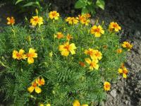 Aksamitník jemnolistý (Tagetes tenuifolia)