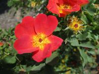 Růže žlutá (Rosa foetida Bicolor)
