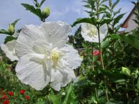 Ibišek syrský (Hibiscus syriacus)