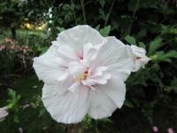 Ibišek syrský (Hibiscus syriacus)