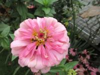 Ostálka sličná (Zinnia elegans)