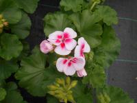 Pelargónie páskatá (Pelargonium zonale)