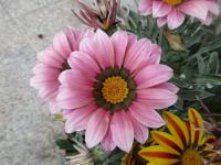 Gazánie zářivá (Gazania rigens)