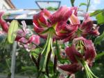 Lilium x hybridum   'Black Beauty'  Lilie Blüten
