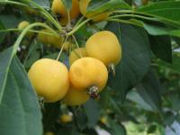 Jabloň sibiřská (Malus sibirica)