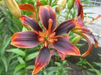 Lilie 'Forever Susan' - Asijské hybridy vysoké