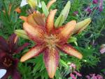 Lilium x hybridum    'Lilie Kentucky'  Lilie Blüten