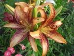 Lilium x hybridum     'Lilie Kentucky'  Lilie Blüten