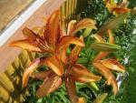 Lilium x hybridum      'Lilie Kentucky'  Lilie Blüten