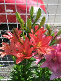 Lilium x hybridum 'Little Kiss'  Lilie Pflanze