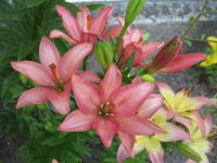 Lilium x hybridum        'Little Kiss'  Lilie Blüten