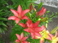 Lilium x hybridum          'Little Kiss'  Lilie Blüten