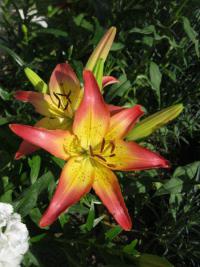 Lilium x hybridum 'Oklahoma City' Lilie Blüten Lilium x hybridum 'Oklahoma City' Lilie Blüten