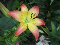 Lilie 'Oklahoma City' - Asijské hybridy vysoké