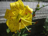Lilium x hybridum         'Pearl Jennifer'  Lilie Blüten