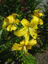Lilium x hybridum   'Pearl Jennifer'  Lilie Pflanze