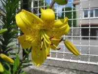 Lilium x hybridum              'Pearl Jennifer'  Lilie Blüten