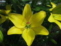 Lilium x hybridum 'Yellow Cocotte' Lilie Blüten Lilium x hybridum 'Yellow Cocotte' Lilie Blüten