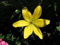 Lilium x hybridum 'Yellow Cocotte' Lilie Blüten Lilium x hybridum 'Yellow Cocotte' Lilie Blüten