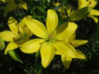 Lilium x hybridum 'Yellow Cocotte' Lilie Blüten Lilium x hybridum 'Yellow Cocotte' Lilie Blüten