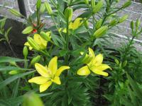 Lilium x hybridum 'Yellow Cocotte' Lilie Pflanze Lilium x hybridum 'Yellow Cocotte' Lilie Pflanze