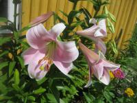 Lilium x hybridum      'Lilie Bellsong'  Lilie Blüten