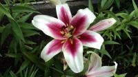 Lilium x hybridum    'Candy Club'  Lilie Blüten