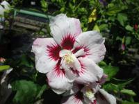 Ibišek syrský (Hibiscus syriacus)