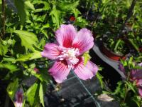 Ibišek syrský (Hibiscus syriacus)