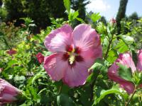 Ibišek syrský (Hibiscus syriacus)